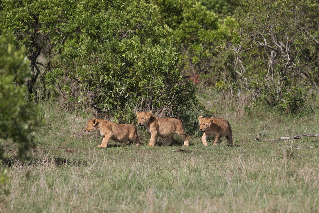 Three lion cubs